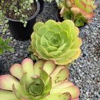 香炉盘 Giant Velvet Rose