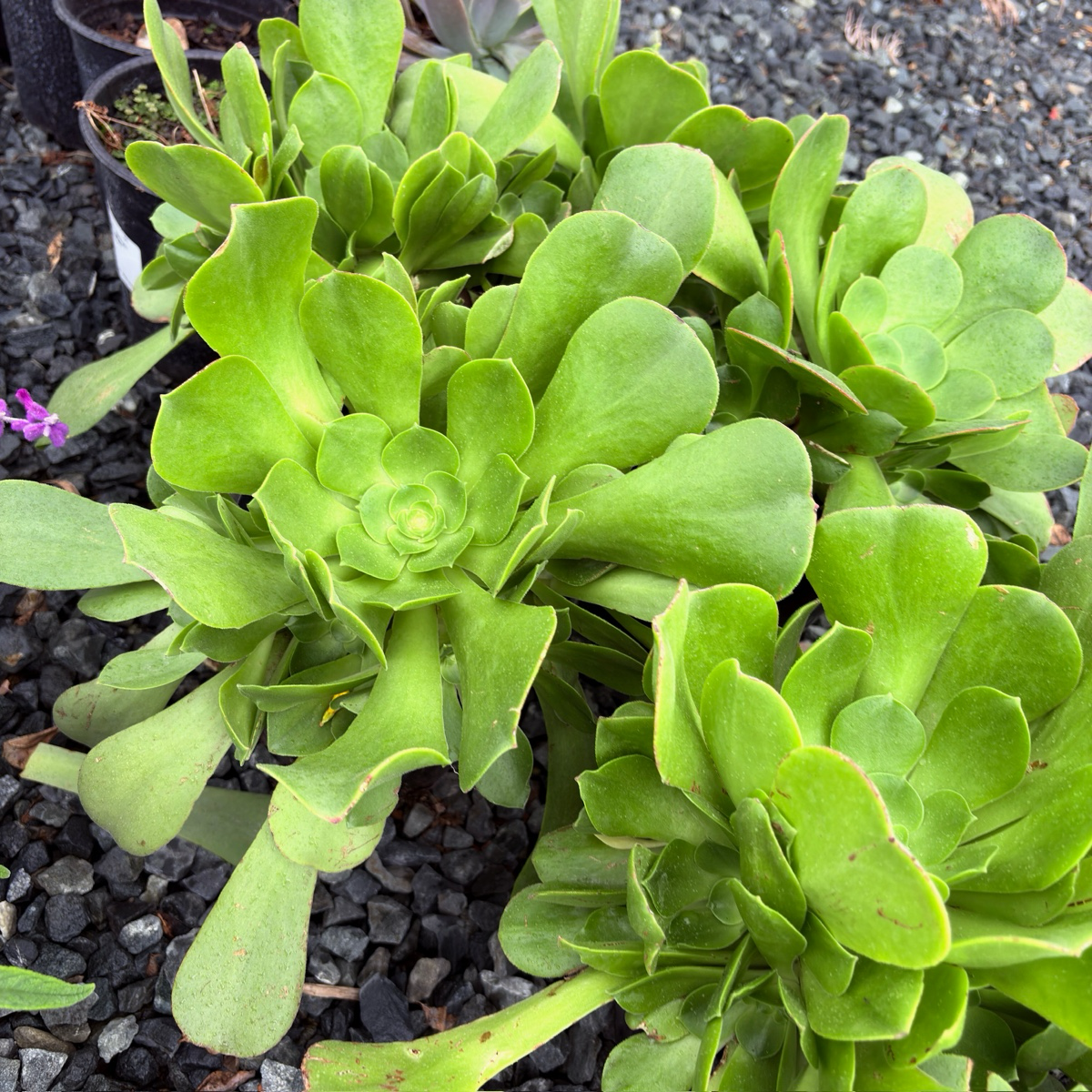 香炉盘 Giant Velvet Rose