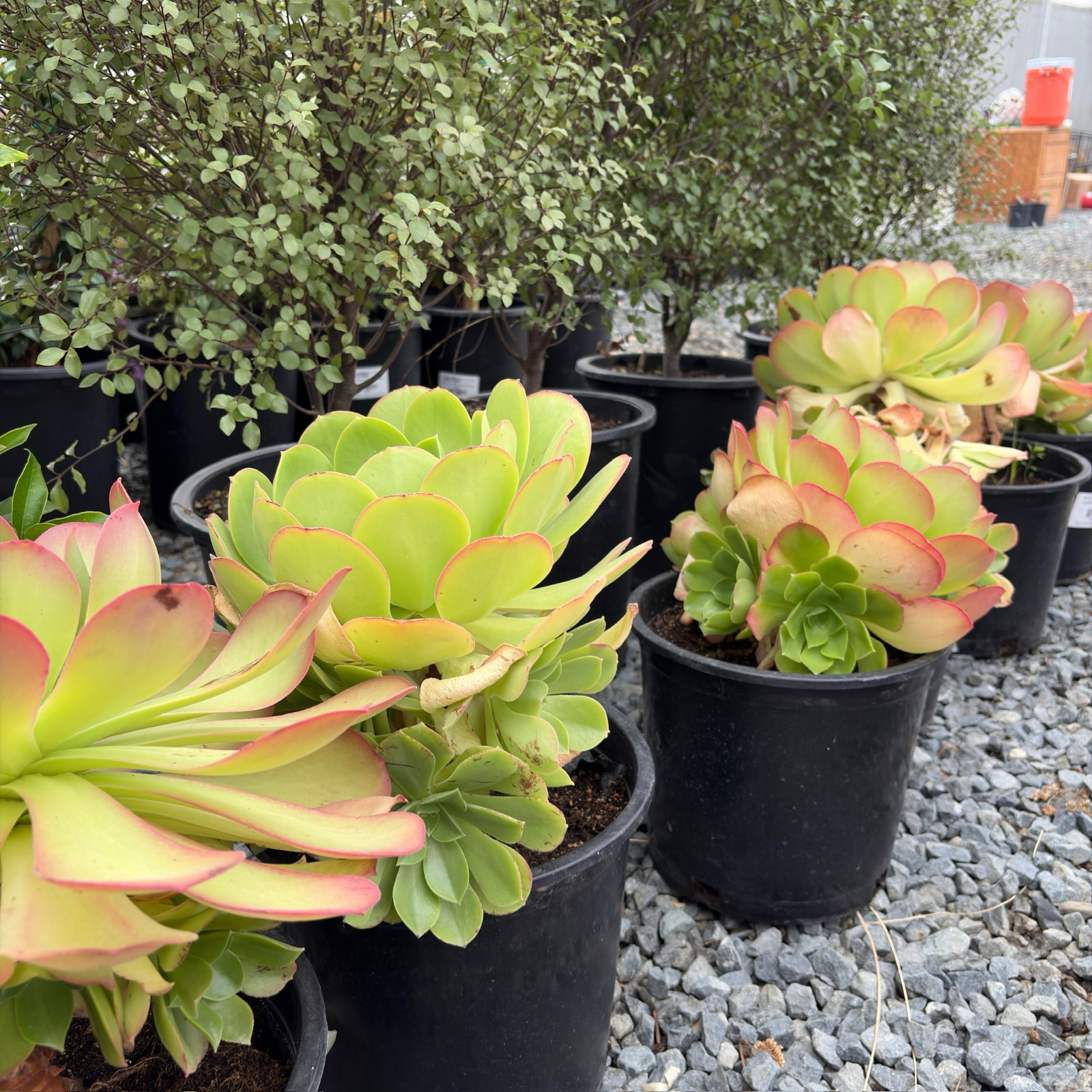 香炉盘 Giant Velvet Rose