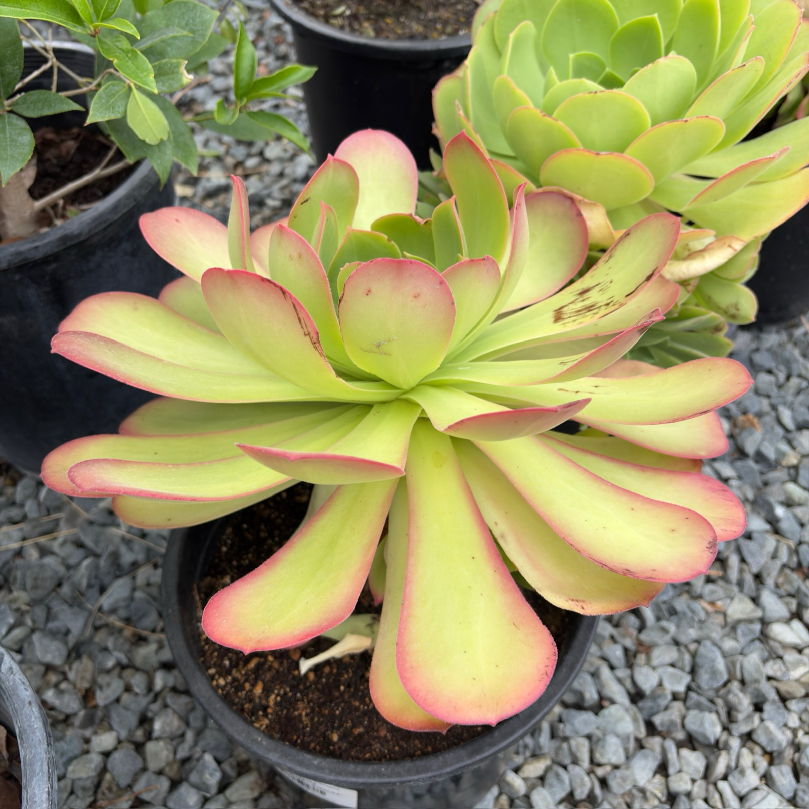 香炉盘 Giant Velvet Rose