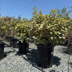 金边胡颓子 Gilt Edge Silverberry