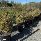 金边胡颓子 Gilt Edge Silverberry