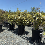 金边胡颓子 Gilt Edge Silverberry