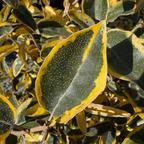 金边胡颓子 Gilt Edge Silverberry