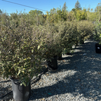 金边胡颓子 Gilt Edge Silverberry