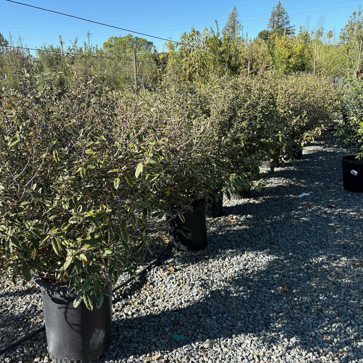 金边胡颓子 Gilt Edge Silverberry