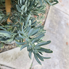 罗汉松 Glacier Bay  Fern Pine