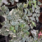 冰川常青藤 Glacier English Ivy