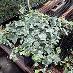 冰川常青藤 Glacier English Ivy