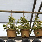 金边常青藤 Gold Child Variegated English Ivy