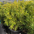 墨西哥橘花-金手指 Gold Fingers Mexican Orange Blossom