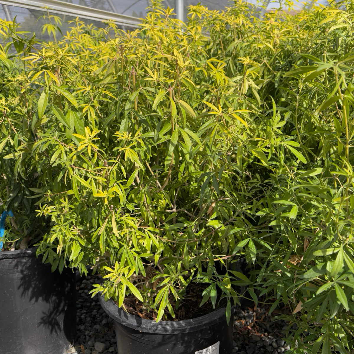 墨西哥橘花-金手指 Gold Fingers Mexican Orange Blossom