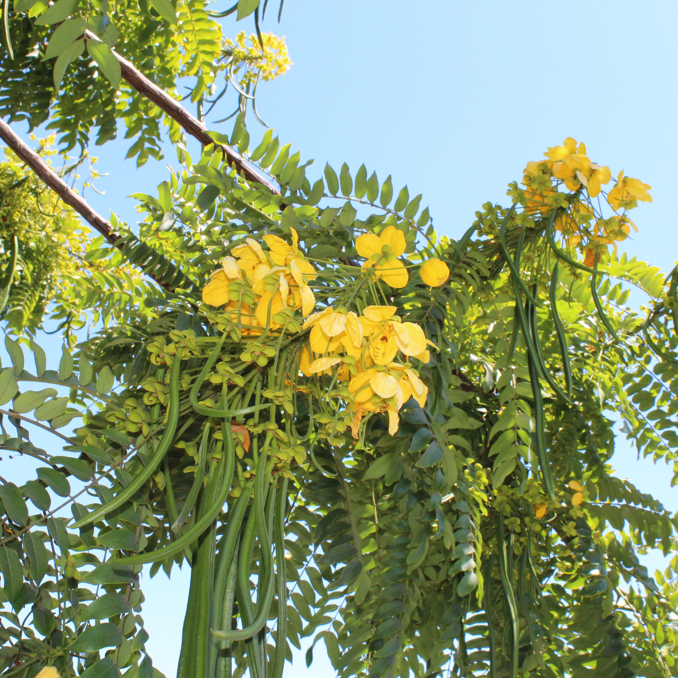 薄叶腊肠树 Gold Medallion Tree