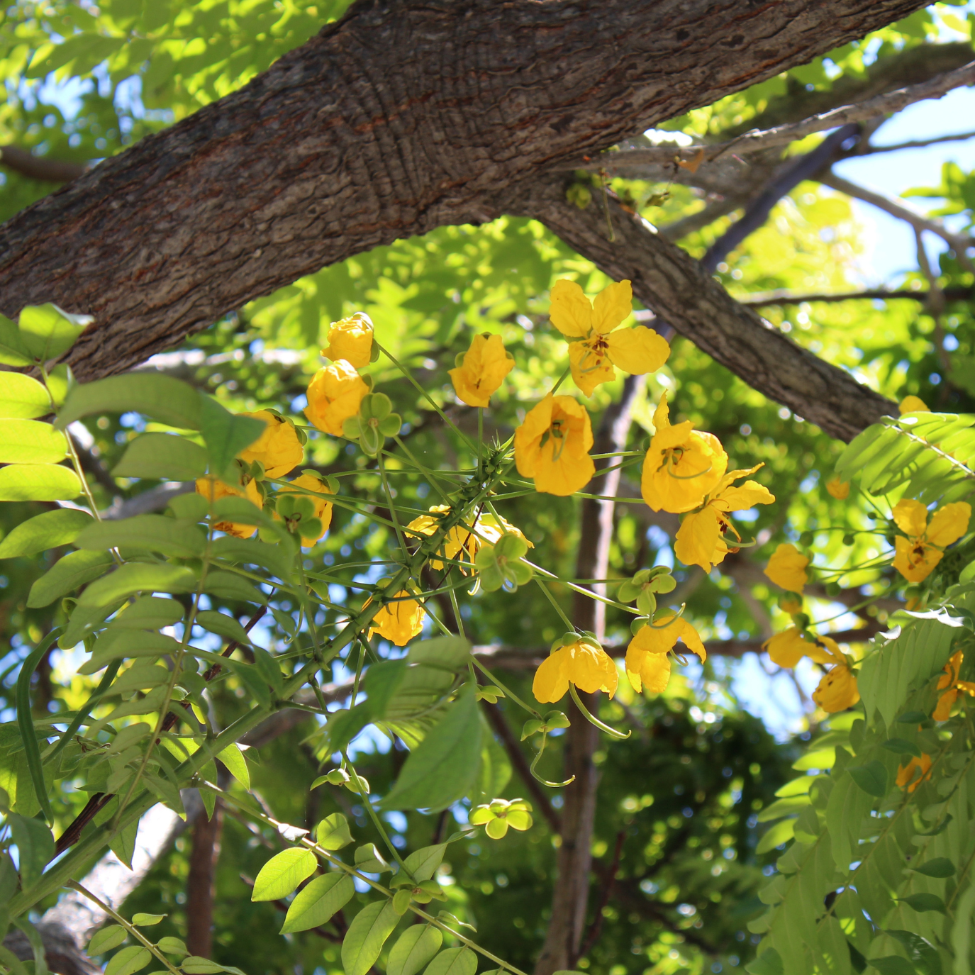 薄叶腊肠树 Gold Medallion Tree