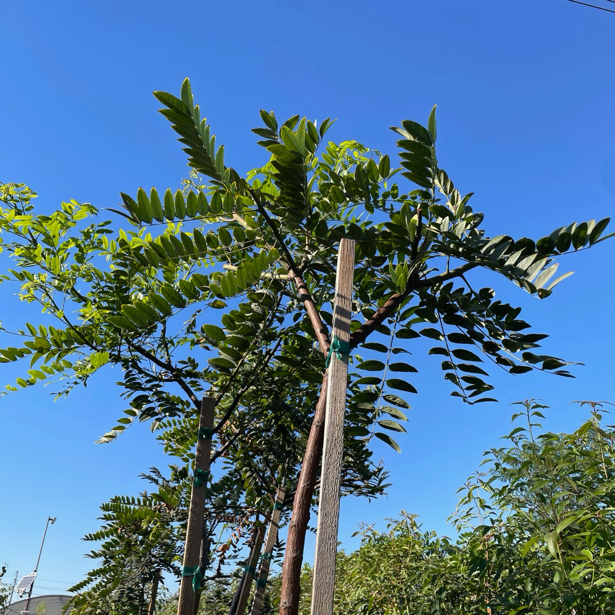 薄叶腊肠树 Gold Medallion Tree