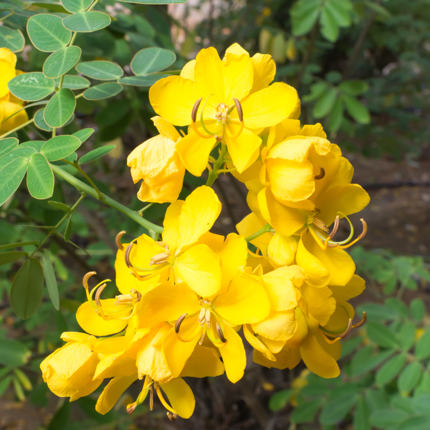 薄叶腊肠树 Gold Medallion Tree