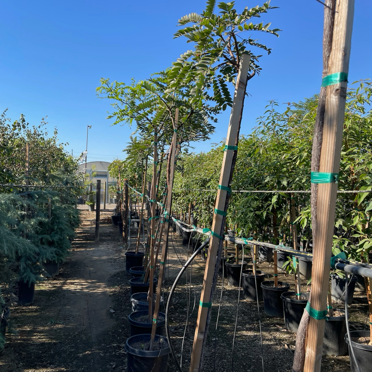 薄叶腊肠树 Gold Medallion Tree