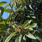金块枇杷  Gold Nugget Loquat