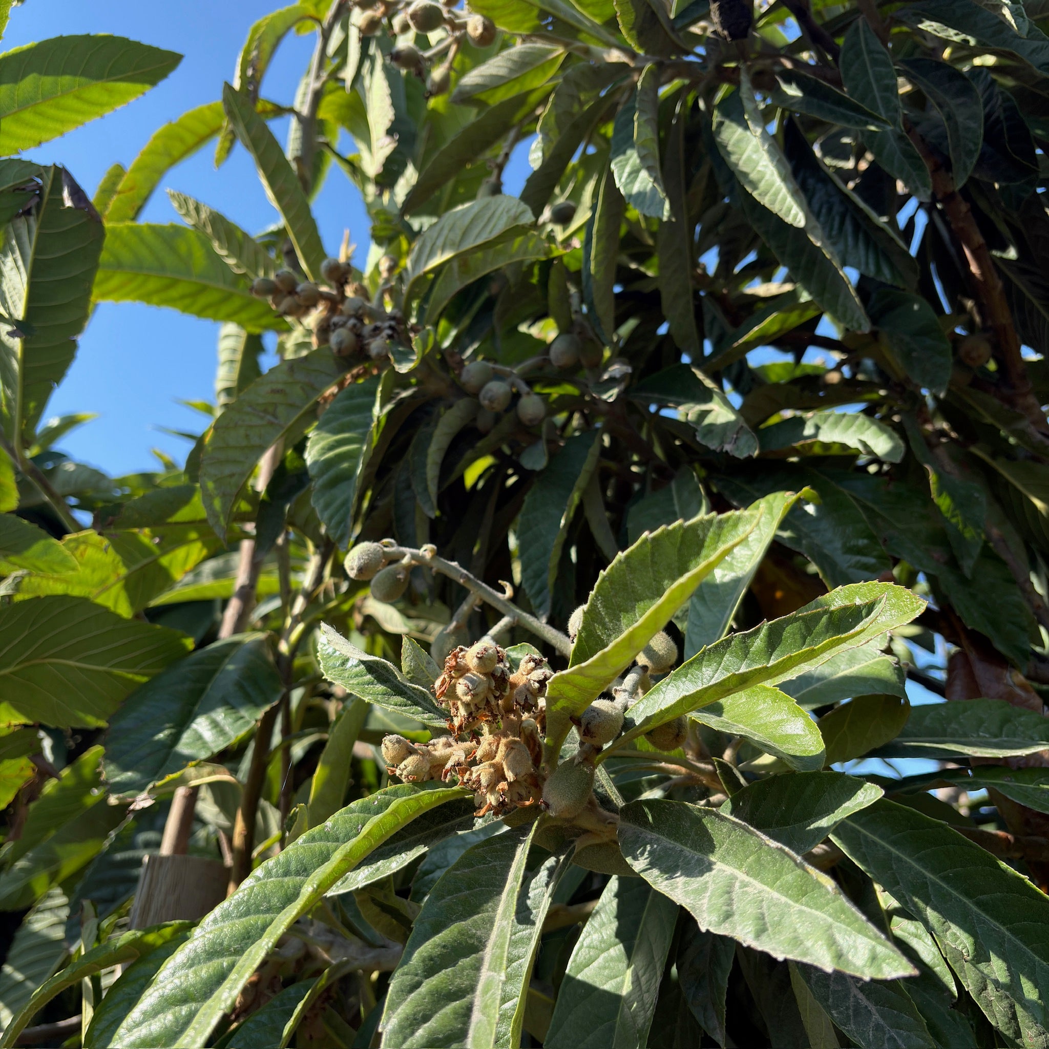 金块枇杷  Gold Nugget Loquat