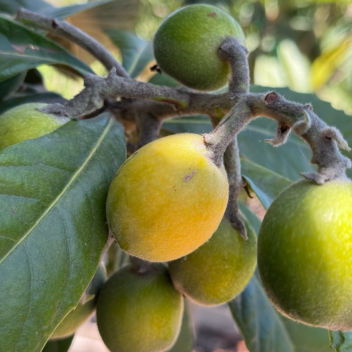 金块枇杷  Gold Nugget Loquat