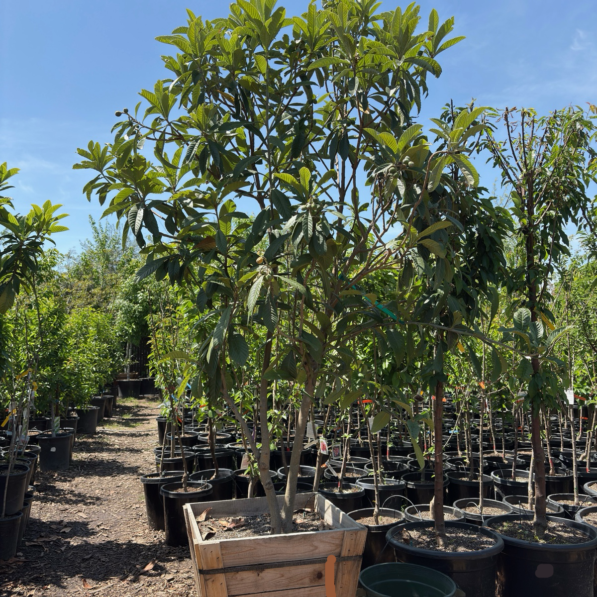 金块枇杷  Gold Nugget Loquat