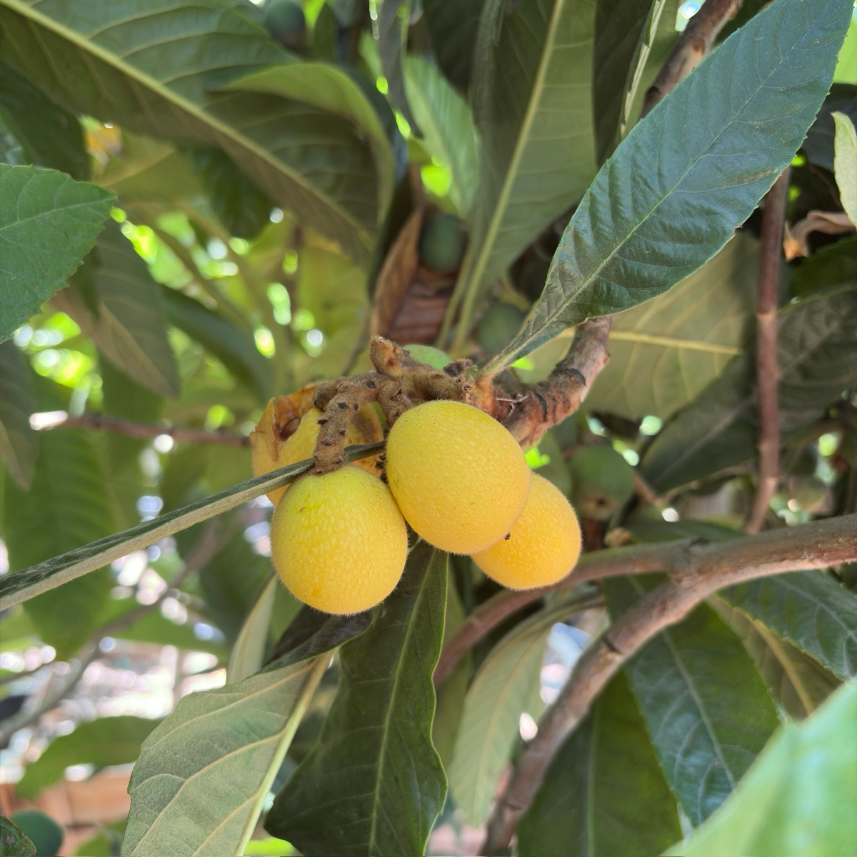 金块枇杷  Gold Nugget Loquat