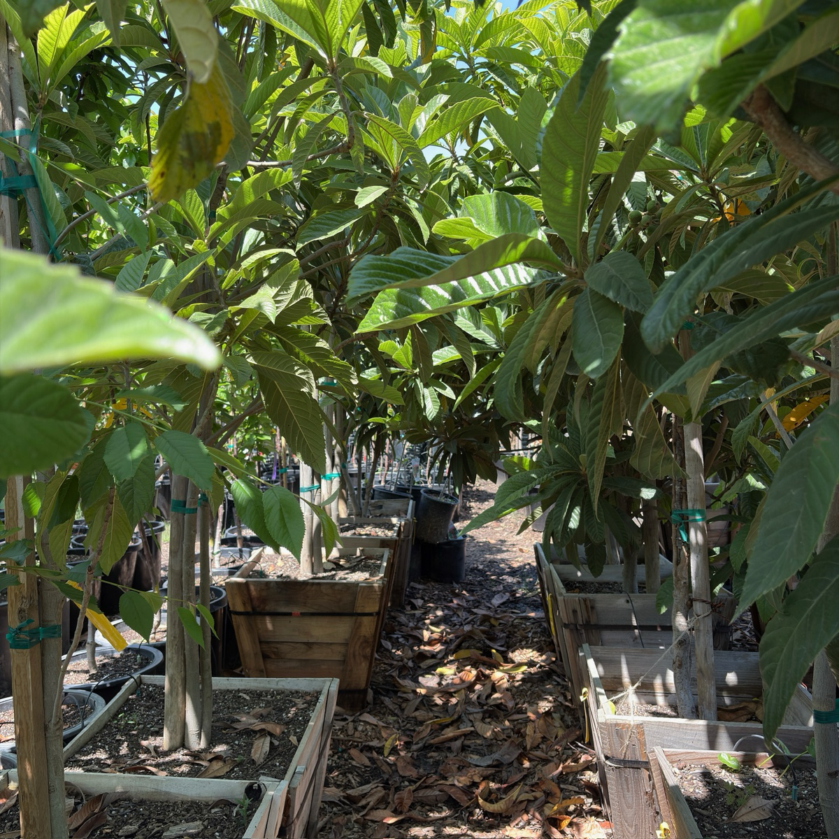 金块枇杷  Gold Nugget Loquat