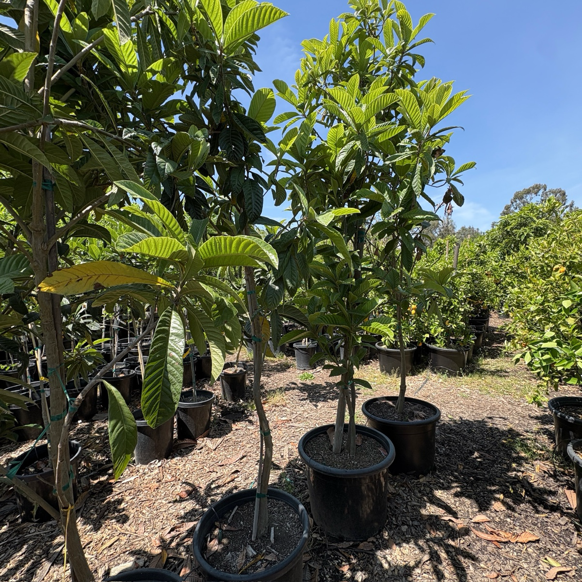 金块枇杷  Gold Nugget Loquat