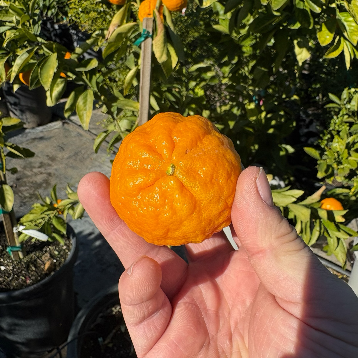 金块橘 Gold Nugget Mandarin 