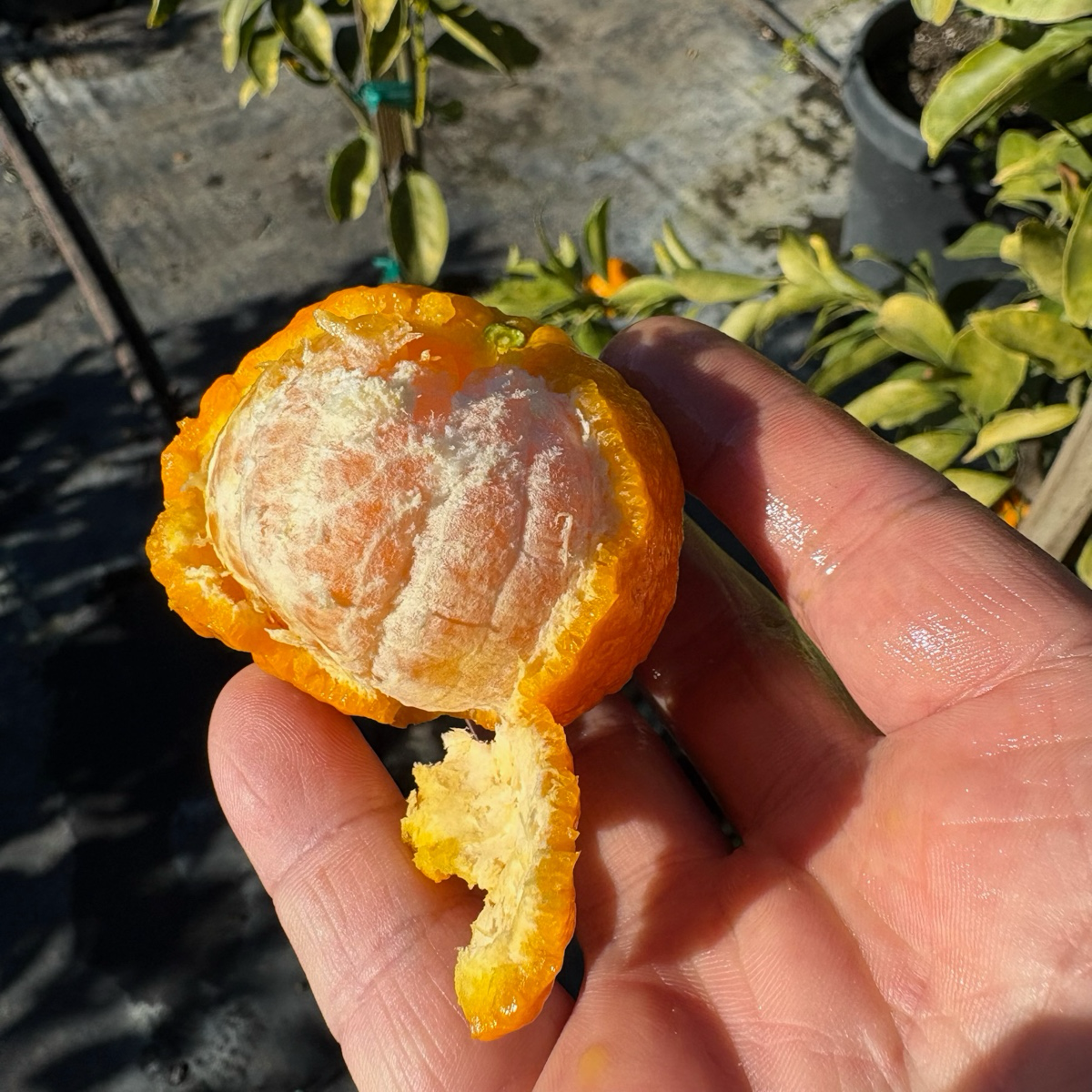 金块橘 Gold Nugget Mandarin