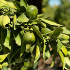 金块橘 Gold Nugget Mandarin