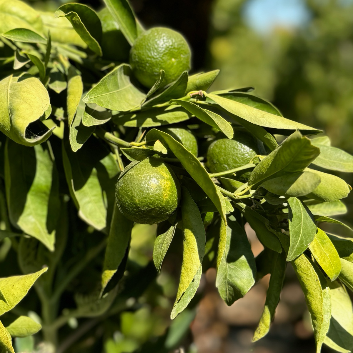 金块橘 Gold Nugget Mandarin