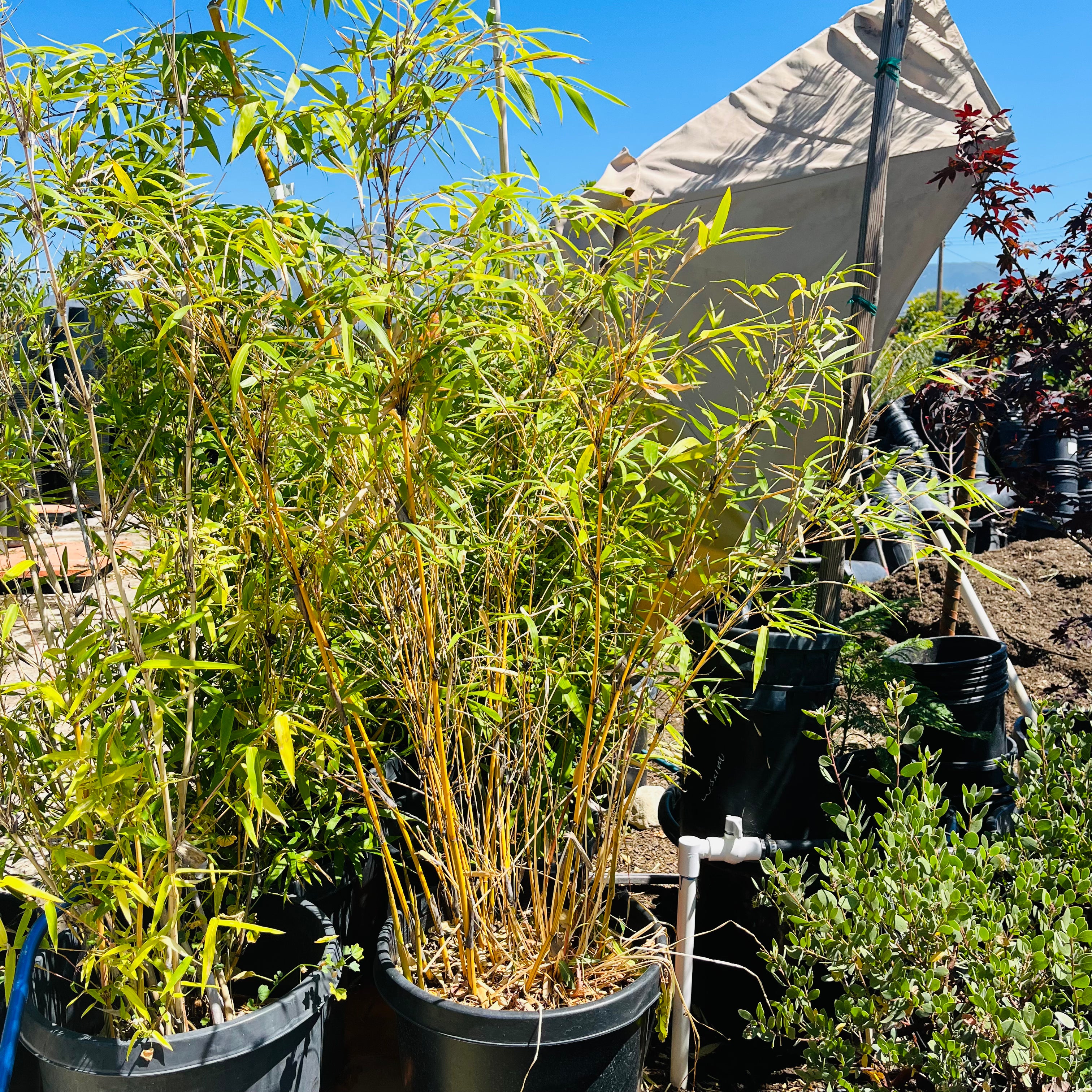 金竹 Golden  Bamboo