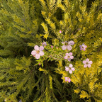 粉花芸香木-黄金日落 Golden Breath of Heaven