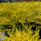 粉花芸香木-黄金日落 Golden Breath of Heaven