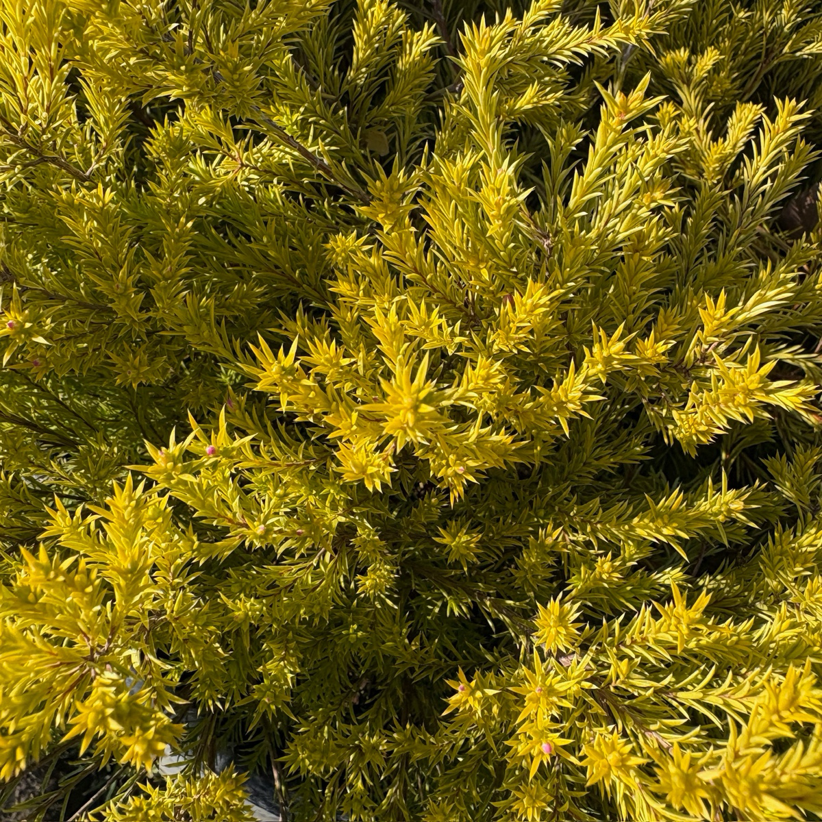 粉花芸香木-黄金日落 Golden Breath of Heaven