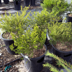 粉花芸香木-黄金日落 Golden Breath of Heaven