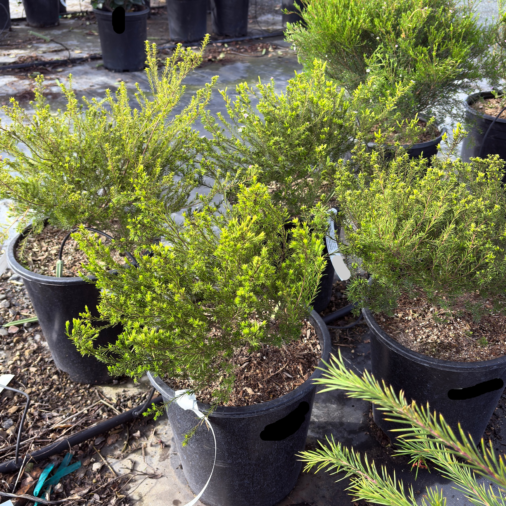 粉花芸香木-黄金日落 Golden Breath of Heaven