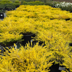 粉花芸香木-黄金日落 Golden Breath of Heaven