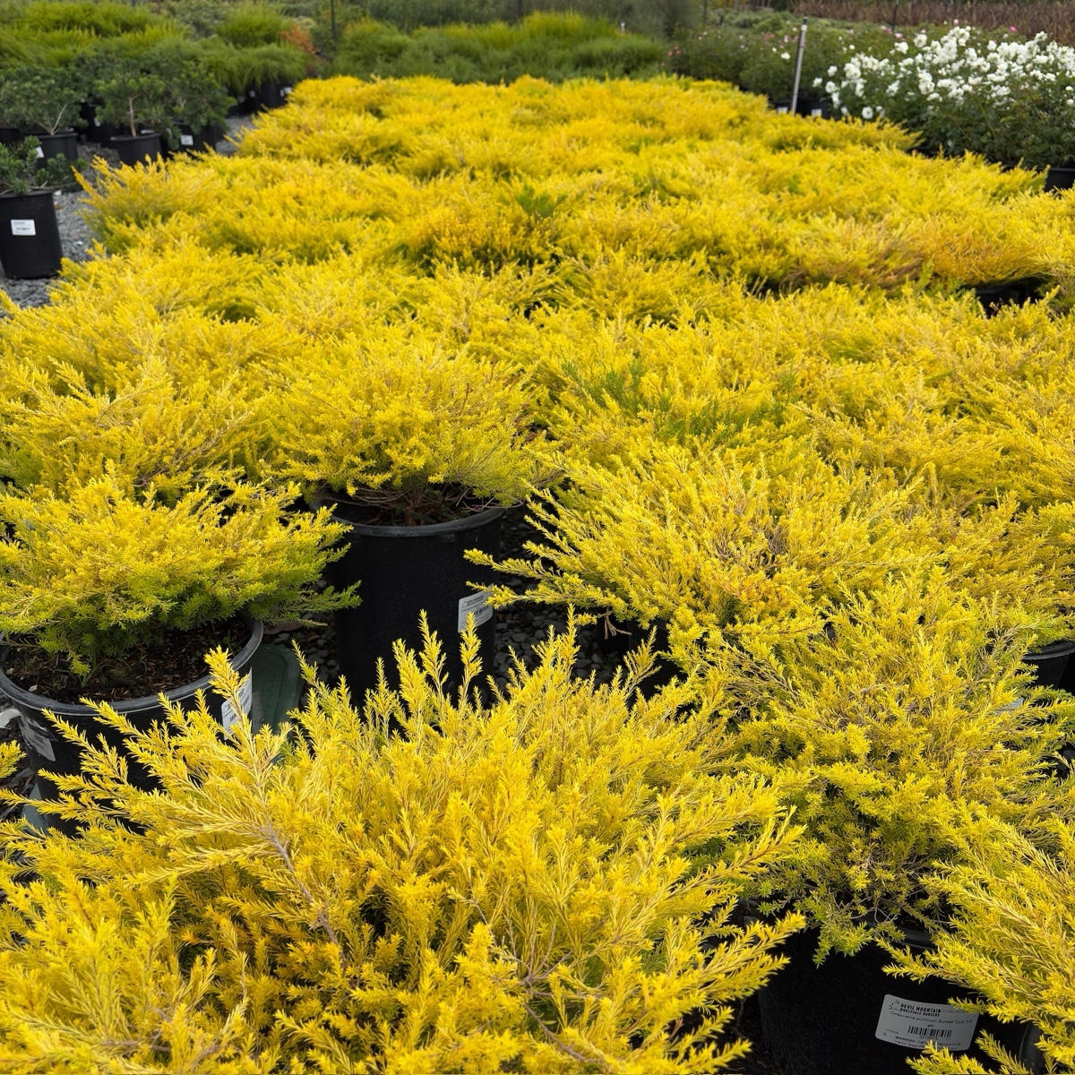 粉花芸香木-黄金日落 Golden Breath of Heaven