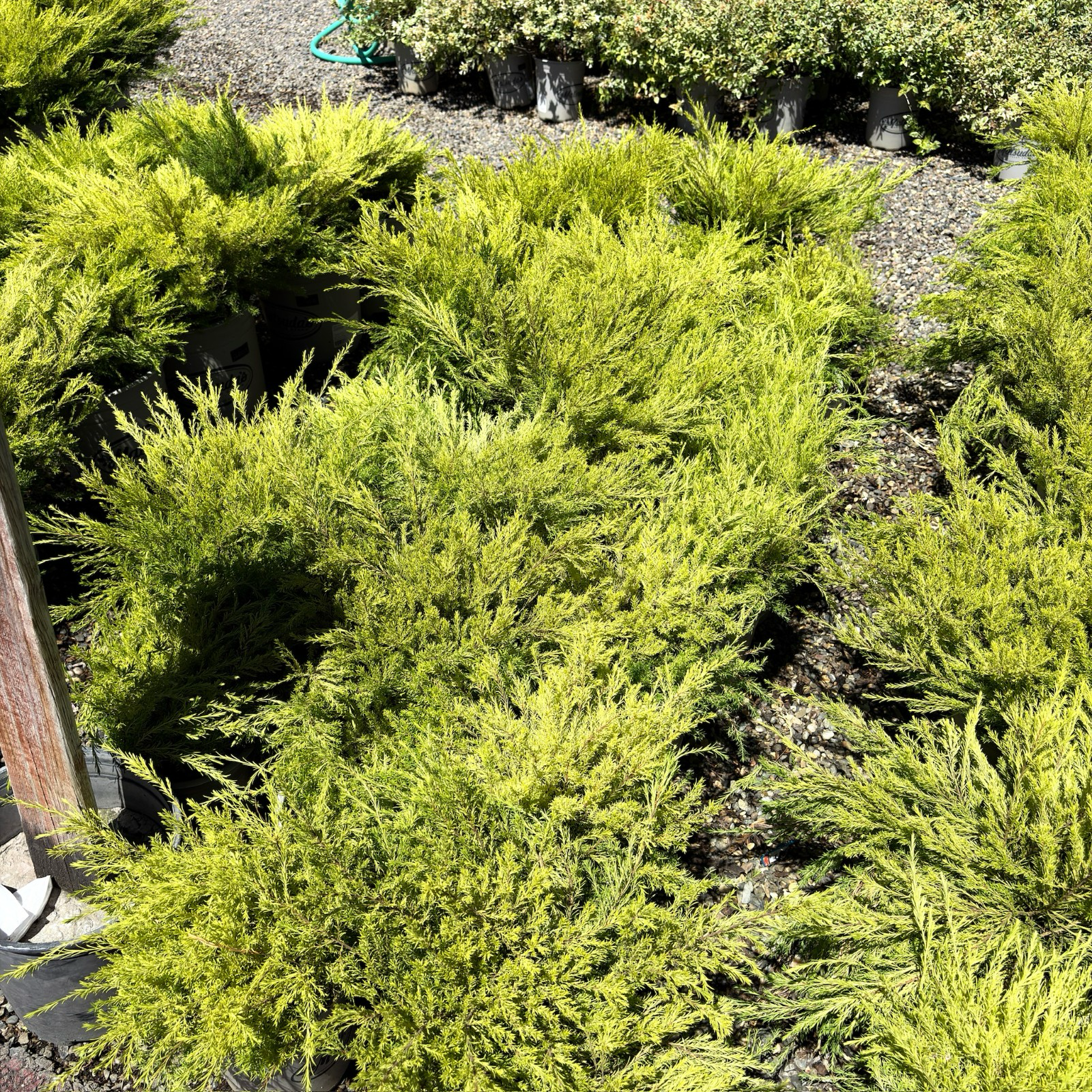 粉花芸香木-黄金日落 Golden Breath of Heaven