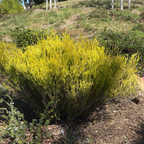 粉花芸香木-黄金日落 Golden Breath of Heaven