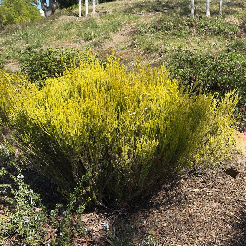 粉花芸香木-黄金日落 Golden Breath of Heaven