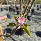 金冠苹果 Golden Delicious Apple