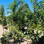 金冠苹果 Golden Delicious Apple