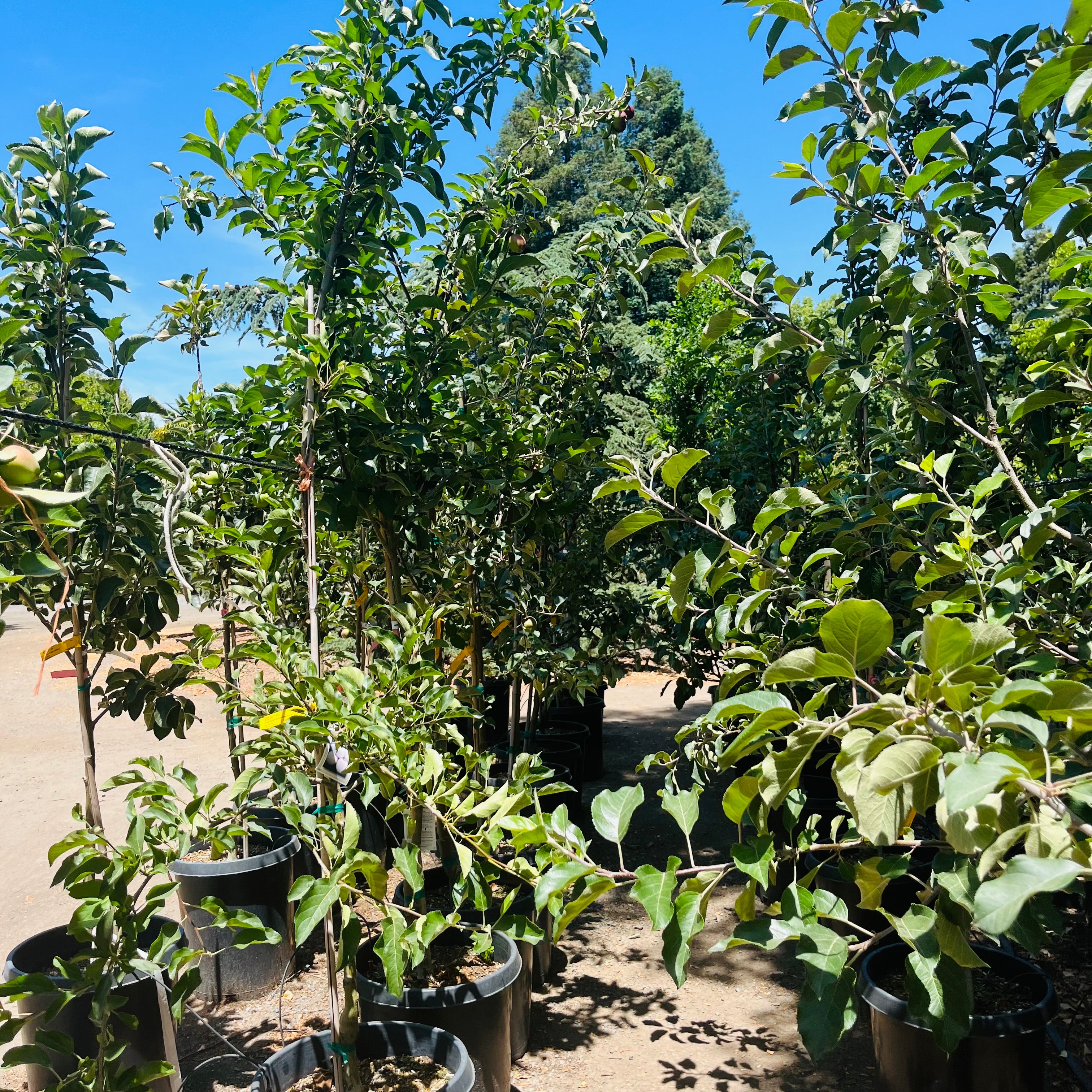 金冠苹果 Golden Delicious Apple