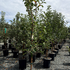 金冠苹果 Golden Delicious Apple