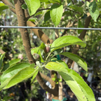 金冠苹果 Golden Delicious Apple