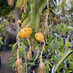 麒麟果 Golden Dragon Fruit