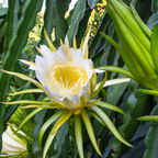 麒麟果 Golden Dragon Fruit